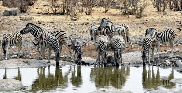 Animal Themes Poster featuring the photograph Zebras At Watering Hole by Fernando Vazquez Miras