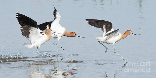 Bird Poster featuring the photograph American Avocet #7 by Dennis Hammer