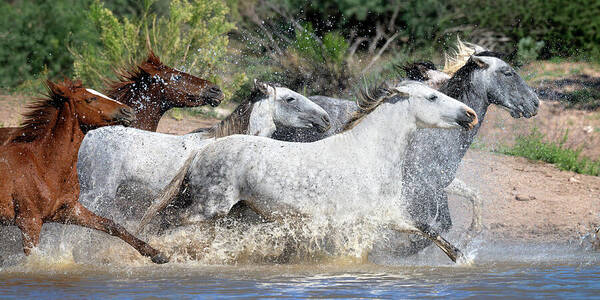 Stallion Poster featuring the photograph A colorful splash. by Paul Martin