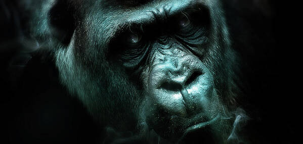 Gorilla Poster featuring the digital art Art - Angry Gorilla by Matthias Zegveld