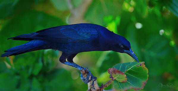 Susan Molnar Poster featuring the photograph Blue-Black Black Bird by Susan Molnar