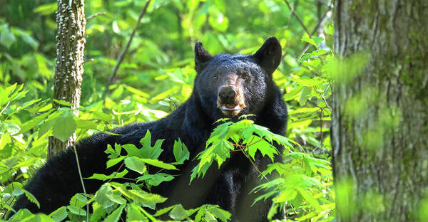 Cades Cove Black Bear Poster featuring the photograph Cades Cove Black Bear by Dan Sproul