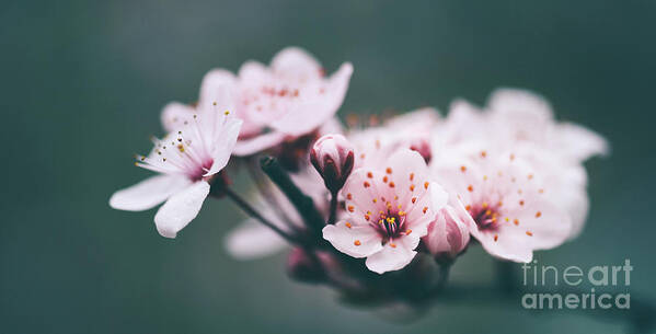 Blossom Poster featuring the photograph Closeup of spring blossom flower on dark bokeh background. by Jelena Jovanovic