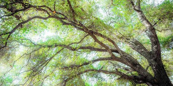 Tree Poster featuring the photograph Coast Live Oak Branches by Alexander Kunz