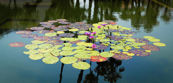 Balboa Park Poster featuring the photograph Colorful Flowered Lilly Pads on Pond by Christine Ley