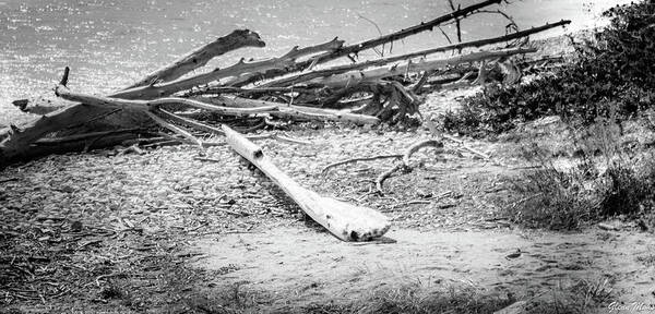 Driftwood Poster featuring the photograph Driftwood by GLENN Mohs