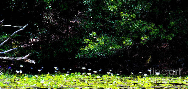 Green And White Poster featuring the photograph Green And White, Field Of Water Lilies by Felix Lai