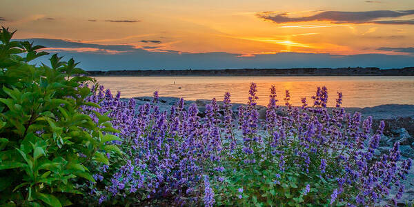 Oswego Ny Sunset Poster featuring the photograph Harbor Walk Sunset Pano by Rod Best