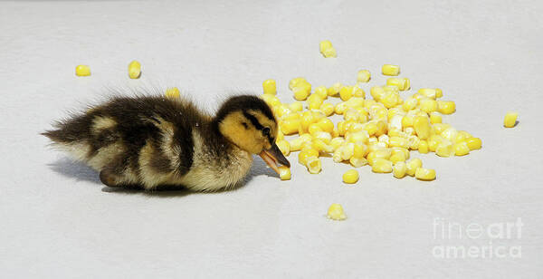 Duck Poster featuring the photograph I Love Corn by Michele Burgess