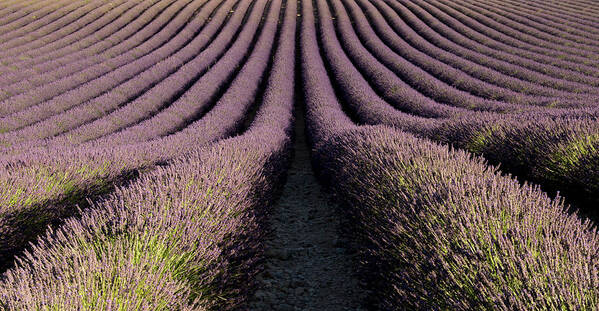 Lavender Poster featuring the photograph Lavender field in Provence by Pietro Ebner