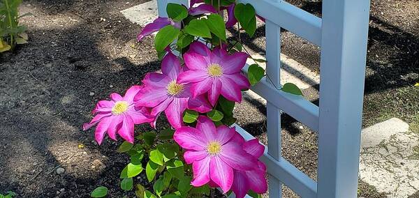 Clematis Flower Poster featuring the photograph Pink Champagne Clematis by Stacie Siemsen