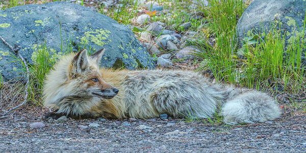Red Fox Poster featuring the photograph Pretty Boy Fox In Spring by Yeates Photography