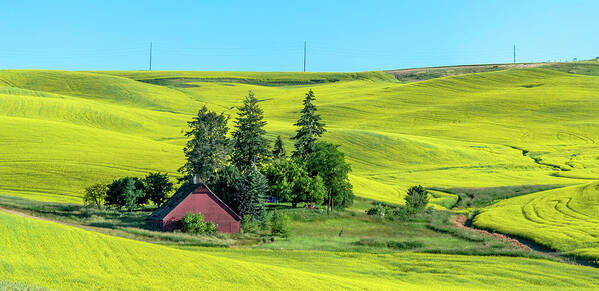 Outdoors Poster featuring the photograph Rolling Hills Canola and Barn by Doug Davidson