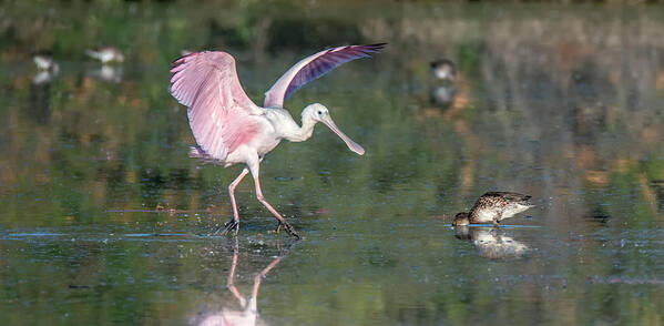 Roseate Spoonbill Poster featuring the photograph Roseate Spoonbill and American White Pelican 3415-111920-2 by Tam Ryan