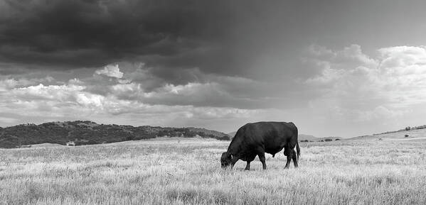 San Diego Poster featuring the photograph Santa Ysabel Bull and Monsoon Rain by William Dunigan