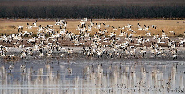 Snow Geese Poster featuring the photograph Snow Geese 3444-020122-2 by Tam Ryan