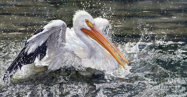 Pelican Poster featuring the painting Splish Splash by Lorraine Watry