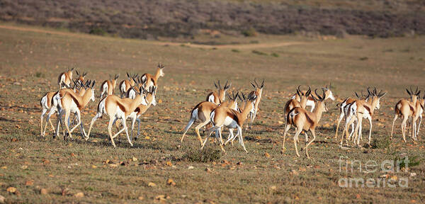 Springbok Poster featuring the photograph Springbok by Eva Lechner