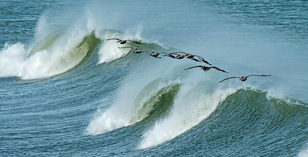 Pelicans Poster featuring the photograph Surf Cruisers by Jamie Pattison