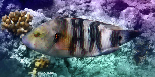 Wrasse Poster featuring the photograph The Exotic And Exciting Broomtail Wrasse by Johanna Hurmerinta