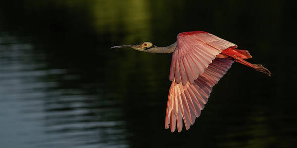 Roseate Spoonbill Poster featuring the photograph The Morning Red Eye by RD Allen