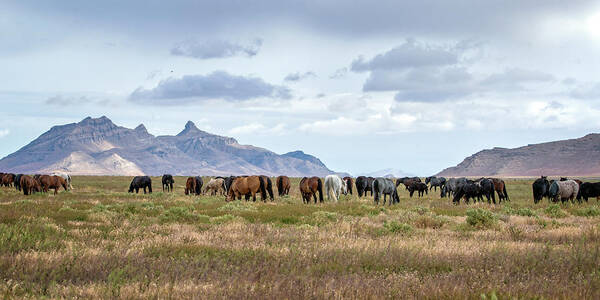 Horse Poster featuring the photograph The Wild Horses of the Onaqui Mountains, Utah by Jeanette Mahoney