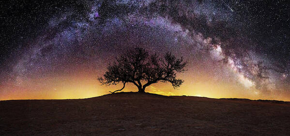 #faatoppicks Poster featuring the photograph Tree of Wisdom by Aaron J Groen