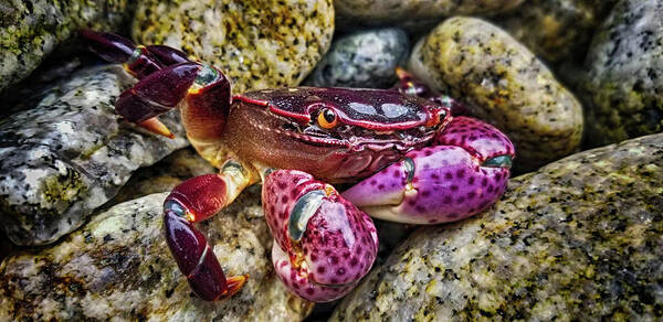 Crab Poster featuring the photograph Violet the Crab by Andrew Spivey by California Coastal Commission