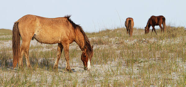 Wild Horses Poster featuring the photograph Wild Horses of the Southern Outer Banks of North Carolina by Bob Decker