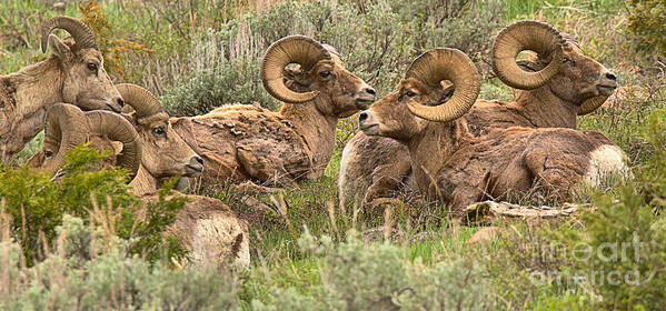 Bighorn Poster featuring the photograph Yellowstone Meeting Of The Horns Crop by Adam Jewell