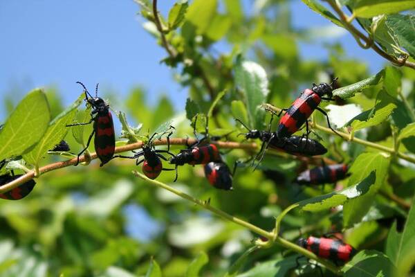 Blister Beetle Poster featuring the photograph A Swarm of Red and Black Blister Beetles on Honeysuckle by Taiche Acrylic Art