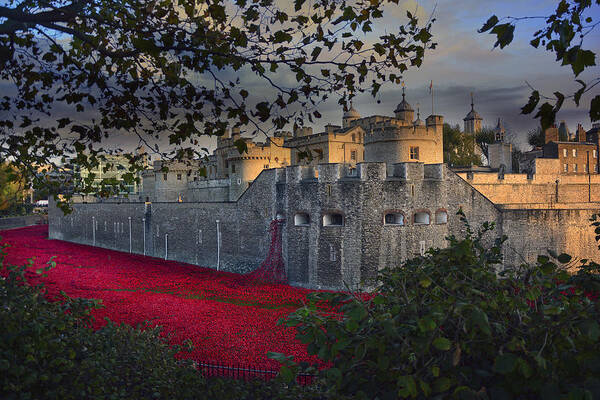 Poppy Poster featuring the photograph Blood Swept Lands and Seas of Red. by Jason Green