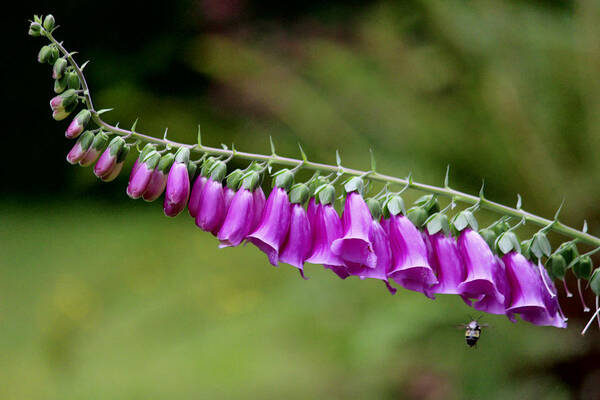 Flowers Poster featuring the photograph Foxglove went horizontal by Kym Backland