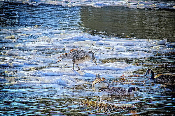 Goose Poster featuring the photograph Geese In The Winter by Constantine Gregory