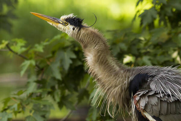 Grey Poster featuring the photograph Heron in Breeding Plumage by Mircea Costina Photography