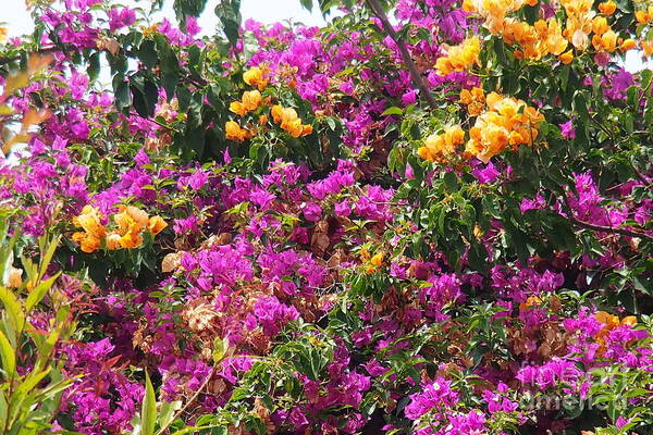 Bougainvillea Poster featuring the photograph  Hot color Patches by Arik Baltinester