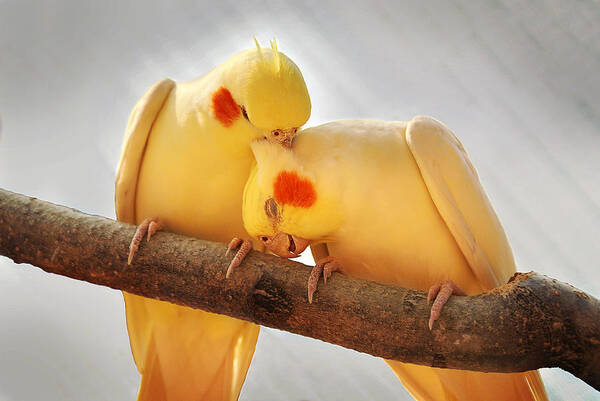 Cockatiel Poster featuring the photograph Love Birds by Abram House