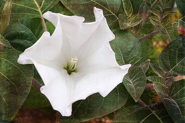 Moonflower Poster featuring the photograph Moonflower by Terri Harper