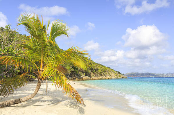 St John Poster featuring the photograph Palm Tree On Caribbean Beach by Ken Brown