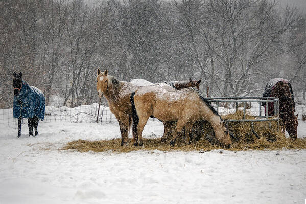 Horses Poster featuring the photograph Snowy Feeding Time by Eleanor Bortnick