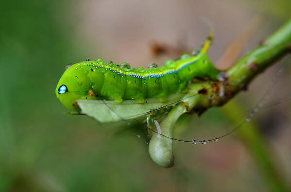 Animal Poster featuring the photograph Wet Caterpillar by Michelle Meenawong