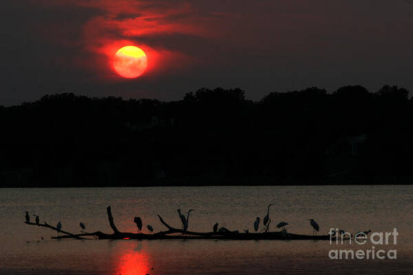 Lanndscape Poster featuring the photograph 0016 White Rock Lake Dallas Texas by Francisco Pulido