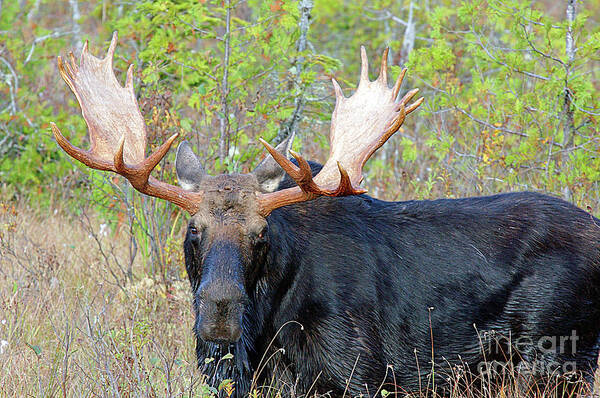 Bull Poster featuring the photograph 0341 Bull Moose by Steve Sturgill