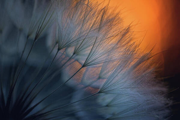 Feather Poster featuring the photograph ///<*... #1 by Dimitar Lazarov -