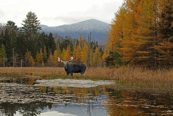 Moose Poster featuring the photograph A Bull With a View #1 by Duane Cross