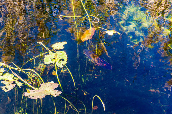 Abstract Everglades Poster featuring the photograph Abstract Everglades #2 by Manuel Lopez