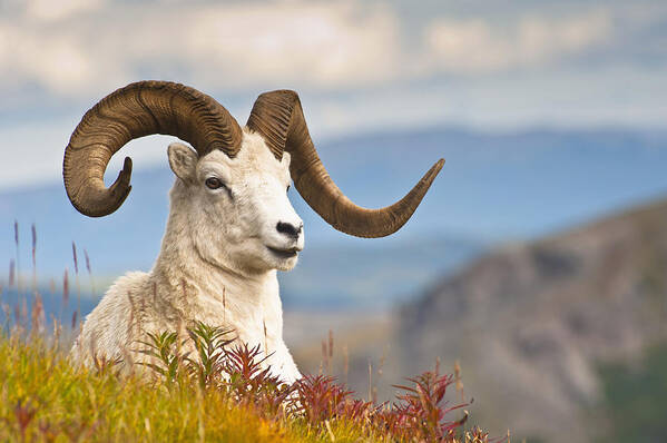 Jones Poster featuring the photograph Adult Dall Sheep Ram Resting #1 by Michael Jones