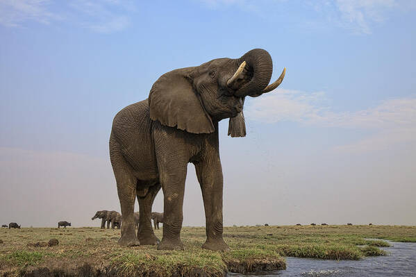 Vincent Grafhorst Poster featuring the photograph African Elephant Drinking Chobe River #2 by Vincent Grafhorst