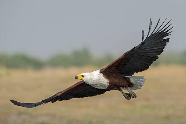 Africa Poster featuring the photograph African Fish Eagle #1 by Tony Camacho/science Photo Library