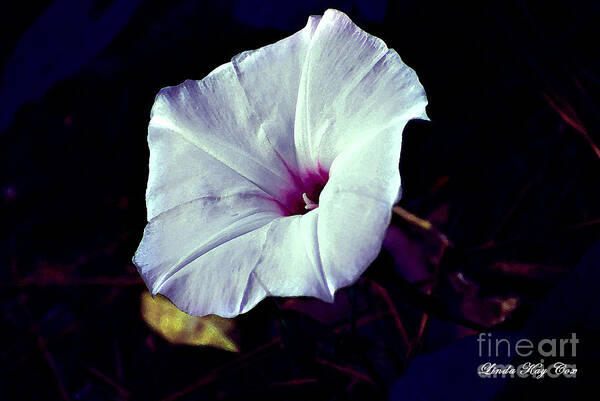 Flower Poster featuring the photograph Alabama Wild Morning Glory by Linda Cox